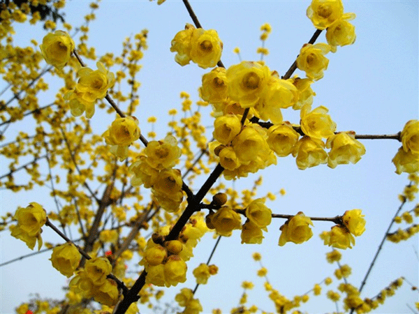 叢生臘梅花 叢生臘梅花