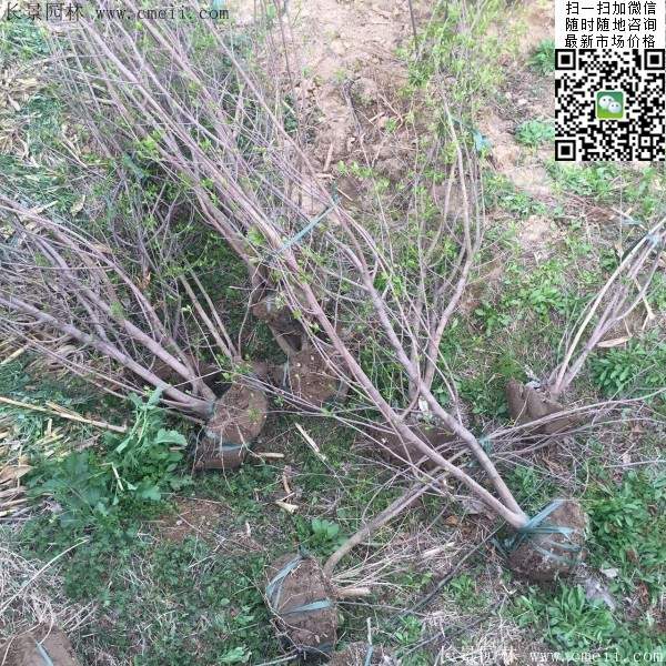 叢生臘梅樹 叢生臘梅樹