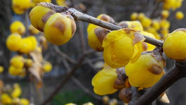 沭陽(yáng)臘梅花 沭陽(yáng)臘梅花