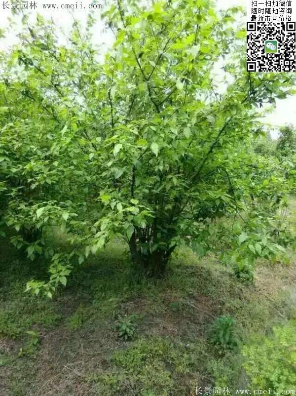 沭陽(yáng)臘梅花 沭陽(yáng)臘梅花