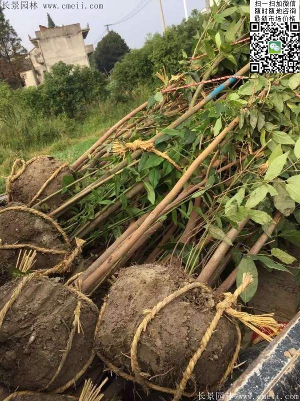 沭陽(yáng)臘梅花 沭陽(yáng)臘梅花