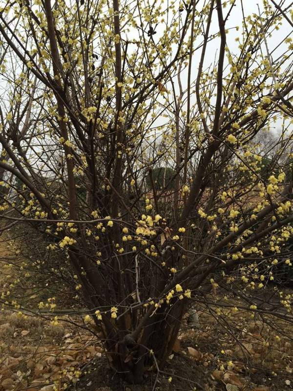 沭陽(yáng)臘梅花 沭陽(yáng)臘梅花