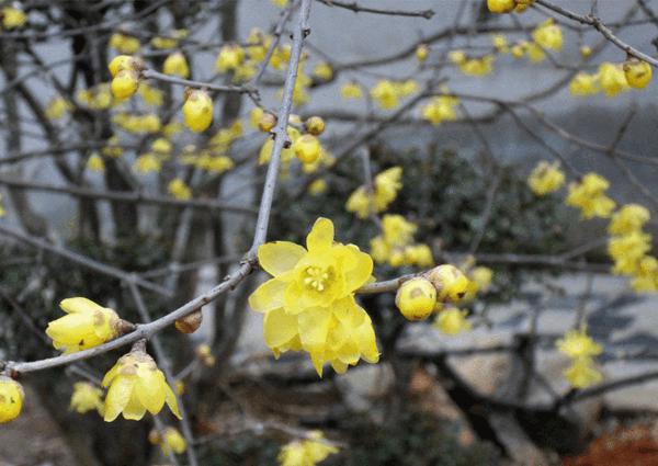 臘梅花 臘梅花
