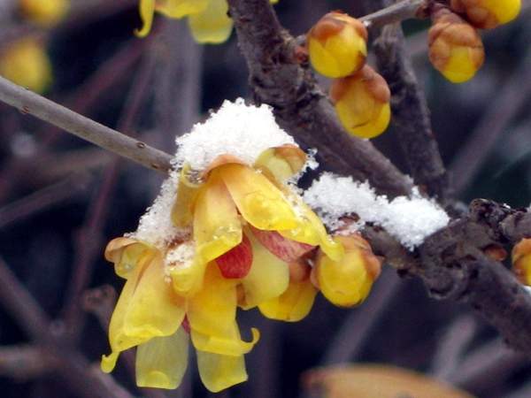 冬季臘梅 冬季臘梅