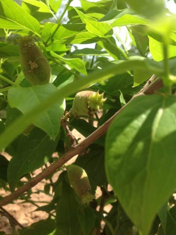 華東臘梅樹批發 華東臘梅樹批發