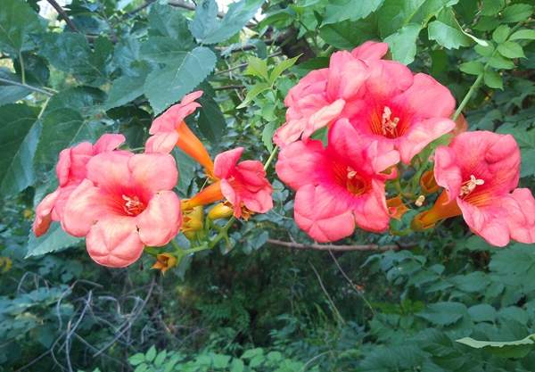 美國凌霄花 美國凌霄花