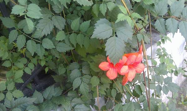 凌霄花保養(yǎng) 凌霄花保養(yǎng)