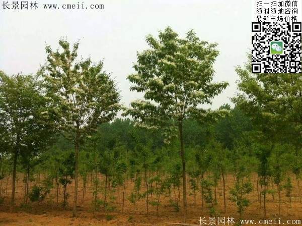 流蘇樹照片 流蘇樹照片