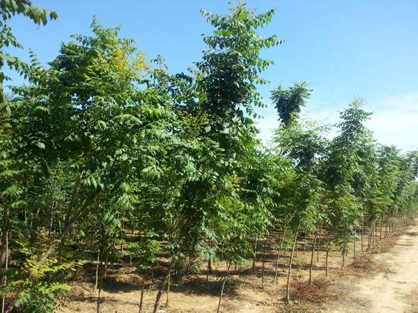 沭陽欒樹基地 沭陽欒樹基地