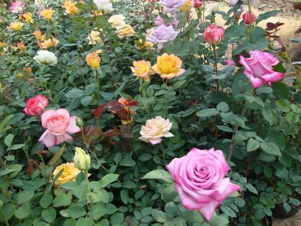 玫瑰整形 玫瑰整形