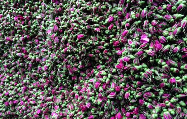 玫瑰花的加工 玫瑰花的加工