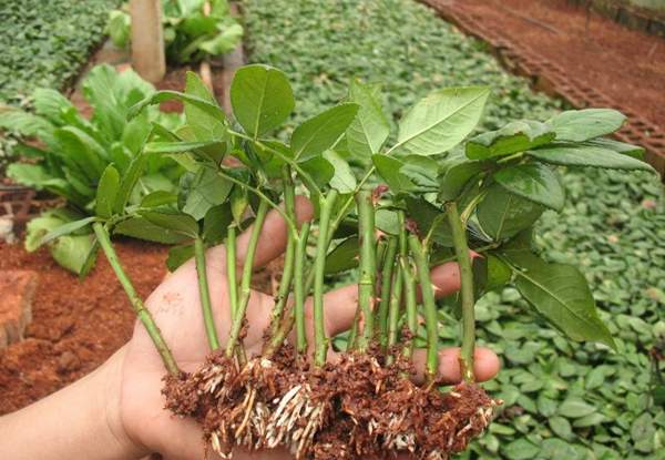 玫瑰供應(yīng) 玫瑰供應(yīng)