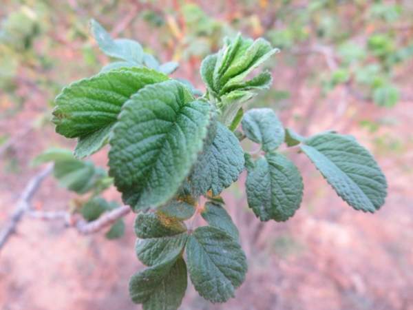 玫瑰供應(yīng) 玫瑰供應(yīng)