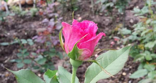 玫瑰供應(yīng) 玫瑰供應(yīng)