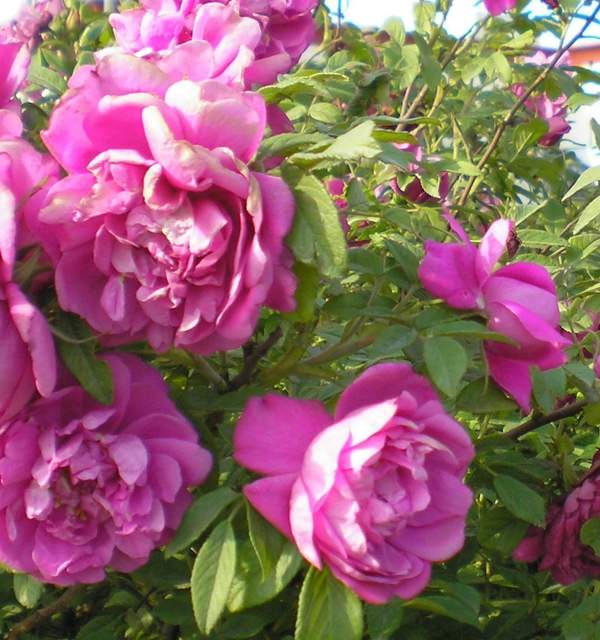 玫瑰供應(yīng) 玫瑰供應(yīng)