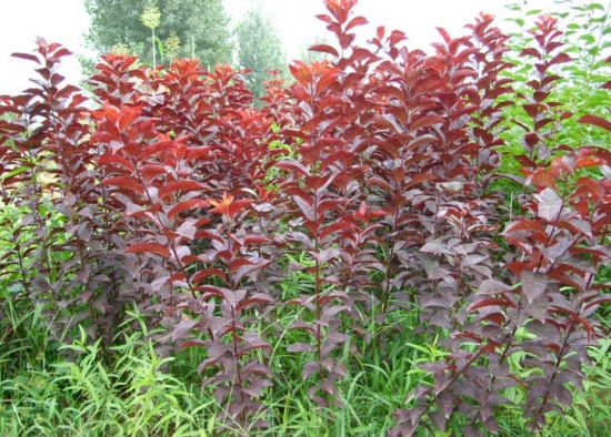 紫葉李樹苗 紫葉李樹苗