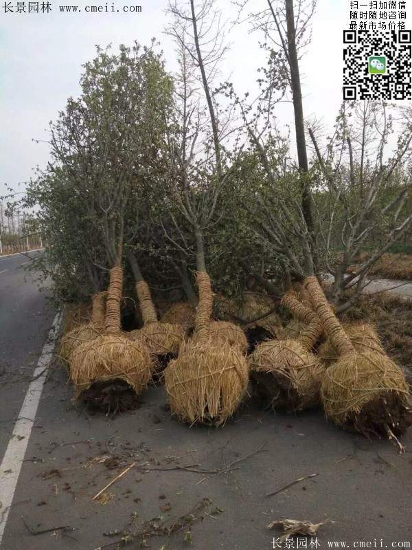 木瓜大樹 木瓜大樹