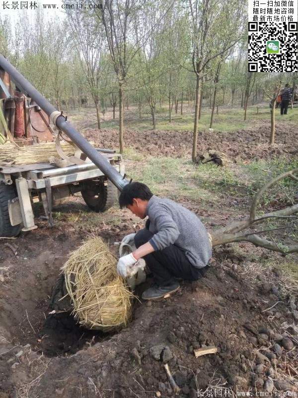 木瓜大樹 木瓜大樹