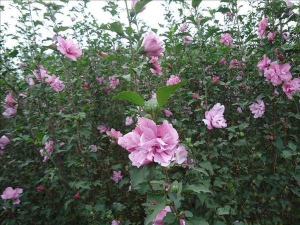 木槿花整形修剪 木槿花整形修剪