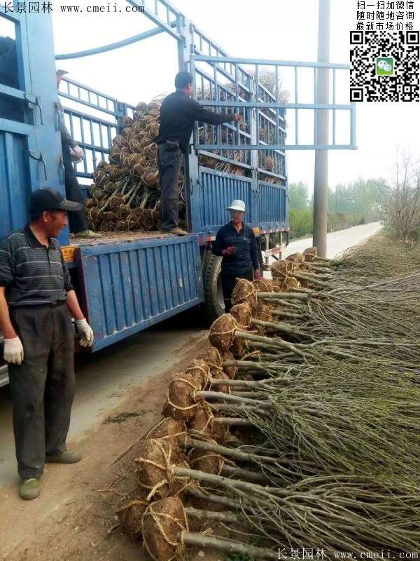 木槿花整形修剪 木槿花整形修剪