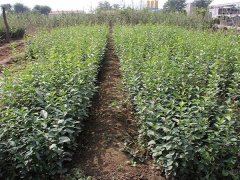 16年下半年流蘇樹價格走勢怎么樣，現價格在是多