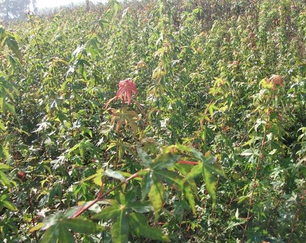 沭陽(yáng)青楓樹(shù) 沭陽(yáng)青楓樹(shù)