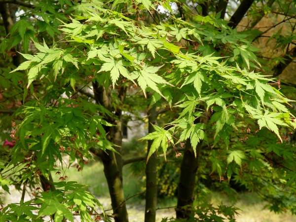 沭陽(yáng)青楓樹(shù) 沭陽(yáng)青楓樹(shù)