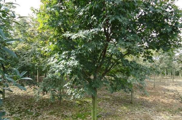 沭陽(yáng)青楓樹(shù) 沭陽(yáng)青楓樹(shù)