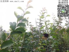 「內部資料」行內采購流蘇樹報價單曝光！