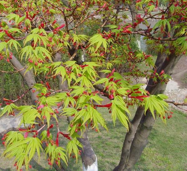 沭陽青楓樹 沭陽青楓樹