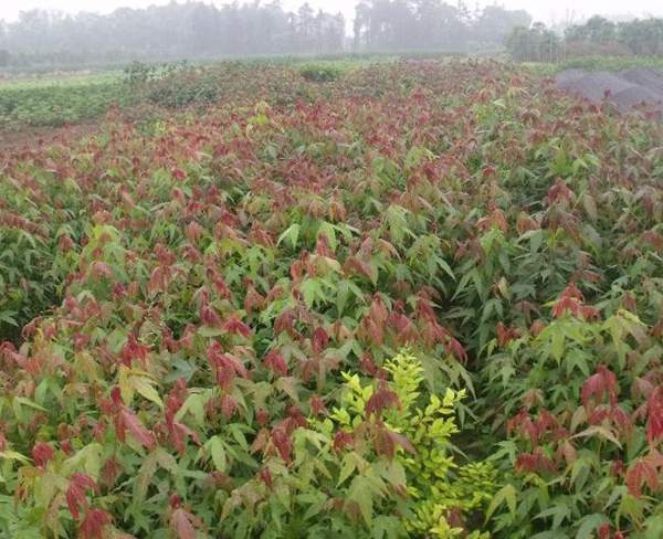 沭陽青楓樹 沭陽青楓樹