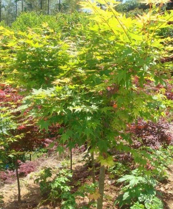 青楓樹珍貴