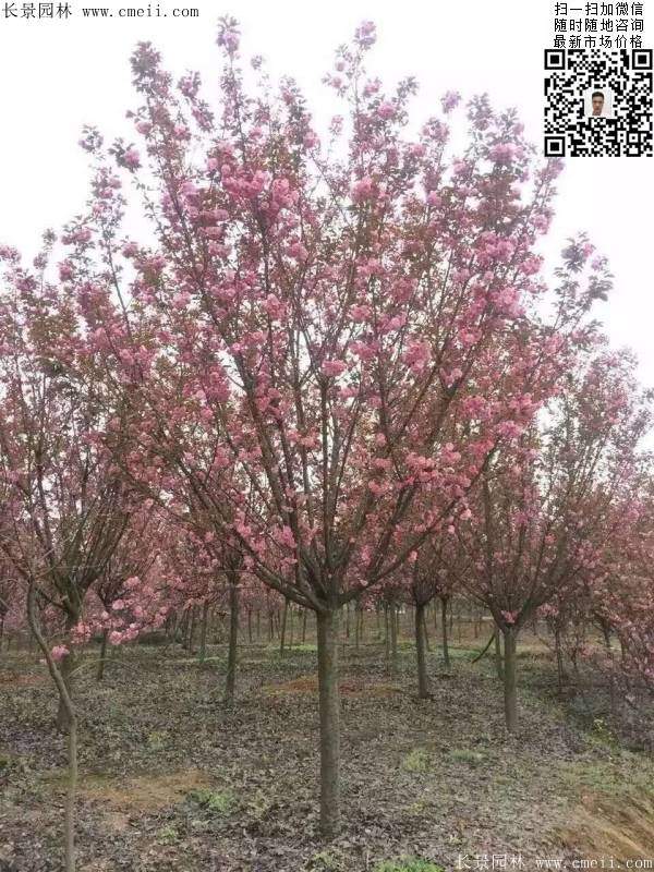 早晚櫻花 早晚櫻花