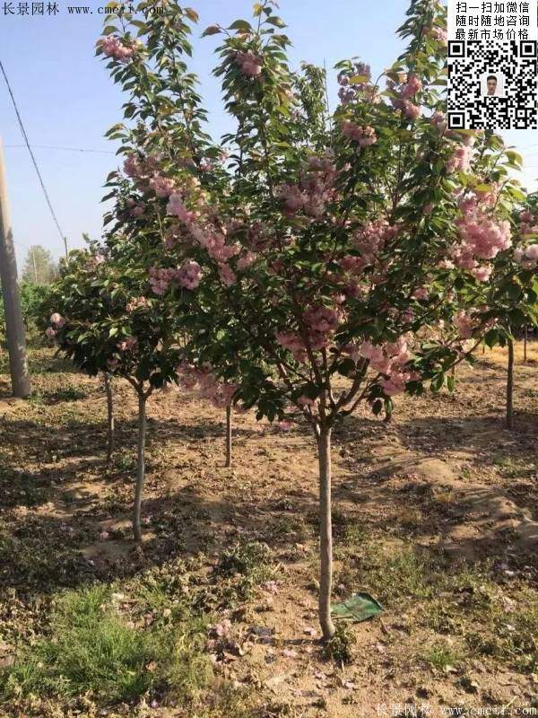 早晚櫻花 早晚櫻花