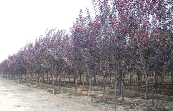 2016年紫葉李的價(jià)格 2016年紫葉李的價(jià)格