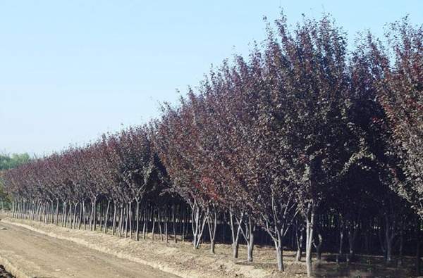 2016年紫葉李的價(jià)格 2016年紫葉李的價(jià)格