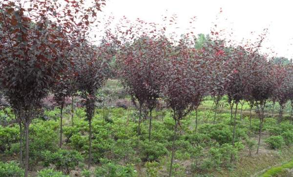 2016年紫葉李的價(jià)格 2016年紫葉李的價(jià)格