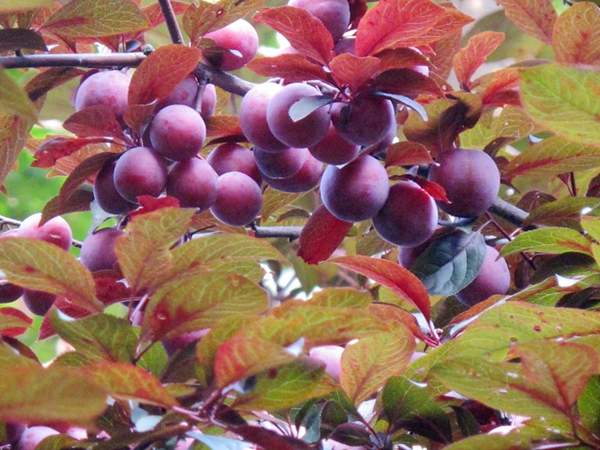 2016年紫葉李的價(jià)格 2016年紫葉李的價(jià)格