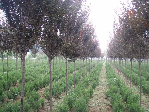 2016年紫葉李的價(jià)格 2016年紫葉李的價(jià)格