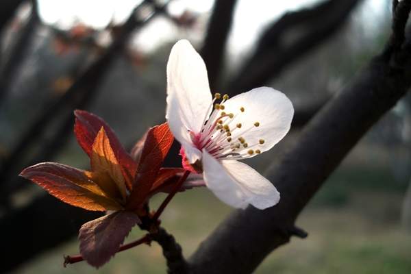 紫葉李工程苗 紫葉李工程苗