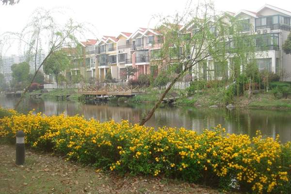 河道邊的棣棠花