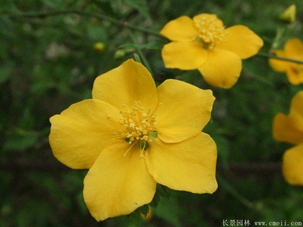 沭陽(yáng)單重瓣棣棠花價(jià)格