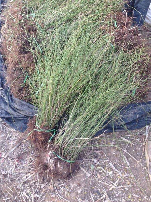 沭陽(yáng)單重瓣棣棠花價(jià)格