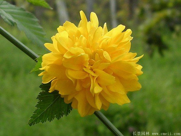 沭陽(yáng)棣棠花