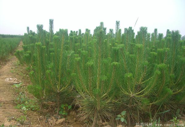 沭陽2-8公分直徑的黑松樹 沭陽2-8公分直徑的黑松樹