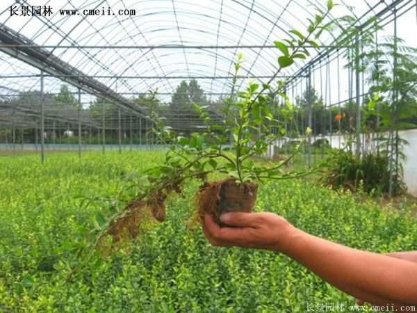 沭陽(yáng)扶芳藤 沭陽(yáng)扶芳藤
