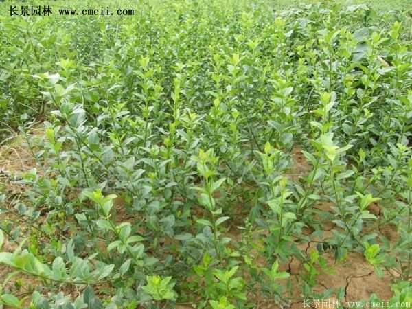 沭陽(yáng)扶芳藤