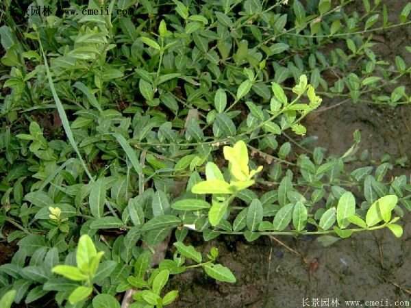 沭陽(yáng)扶芳藤