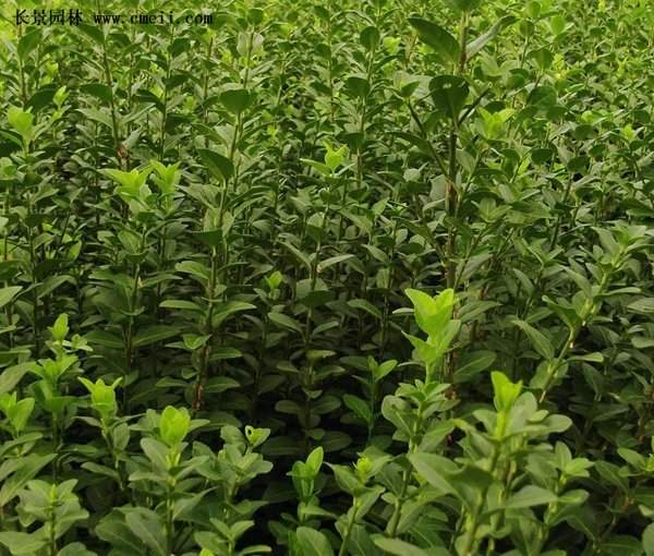 扶芳藤基地 扶芳藤基地