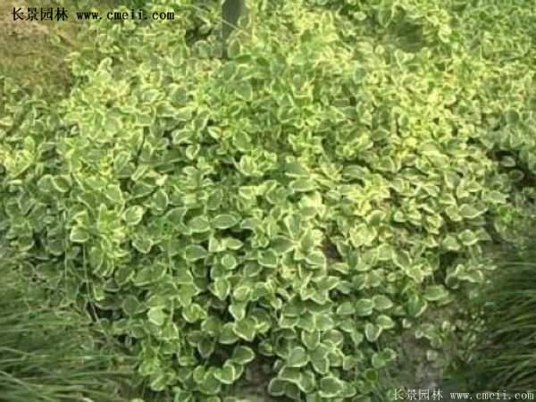 金邊扶芳藤 金邊扶芳藤